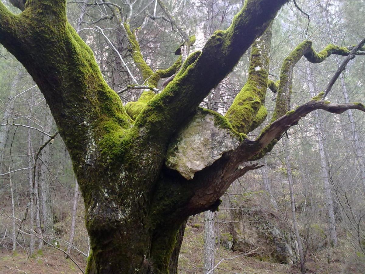 Alojamientos Rurales La Hoz เบเตตา ภายนอก รูปภาพ